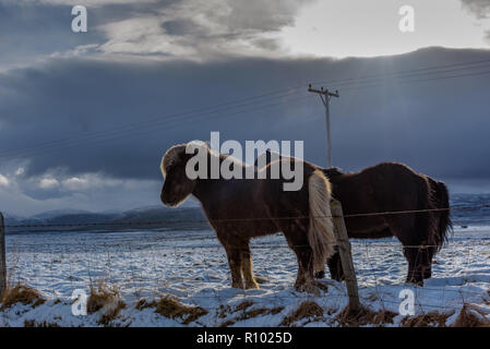 Amazing Island im Winter - eine atemberaubende Landschaft und gefrorene Landschaften - Porträt einer wunderschönen Islandpferde Stockfoto