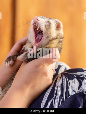 Frettchen gähnen Stockfoto