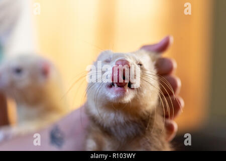 Frettchen Lecken der Lippen Stockfoto