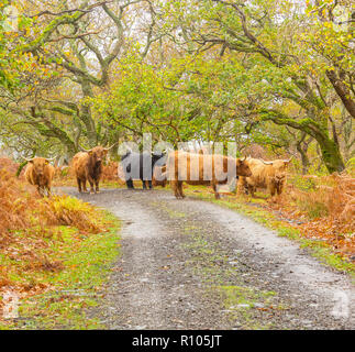 Herde von Highland Cattle auf der Insel Mull in der Inneren Hebriden, Schottland, UK in der Saison Herbst oder Fallen mit goldenen Blättern und Bracken. Stockfoto