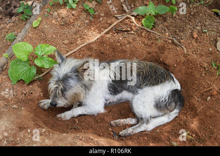 Weiß und schwarz gestreifte Hund ruht in gegrabenen Loch, wo es dig Stockfoto