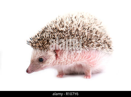 African pygmy Hedgehog auf weißem Hintergrund Stockfoto