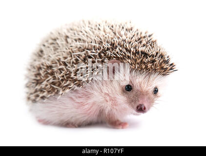 African pygmy Hedgehog auf weißem Hintergrund Stockfoto
