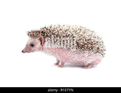 African pygmy Hedgehog auf weißem Hintergrund Stockfoto