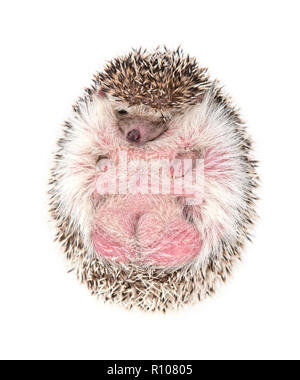 African pygmy Hedgehog auf weißem Hintergrund Stockfoto