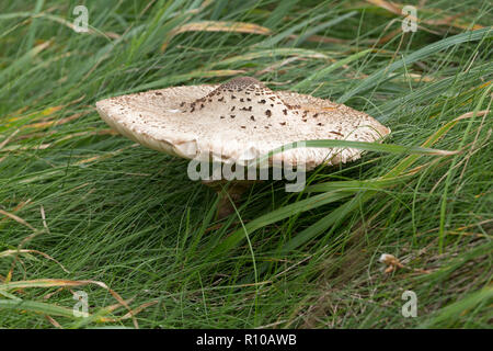 Sonnenschirm Pilz (Macrolepiota procera), South West Coast Path in der Nähe von Tintagel, Cornwall, England, Großbritannien Stockfoto