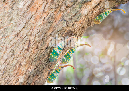 Abstrakte weich fließend und soft Focus, Lanternflies, Laterne Bugs, Fulgorid Bug auf longan Branchen mit Bokeh, Fernlicht und lens flare Effekt Stockfoto