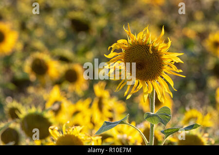 In der Nähe von Sunflower Köpfe in die Felder Stockfoto