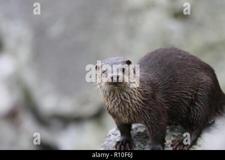 , Otter, Fischotter (Lutra lutra), Weiblich, stehend auf Rock, an der Kamera, Profil, Porträt, Isle of Jura, Schottland Stockfoto