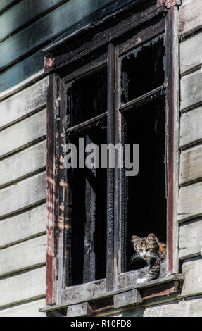 Cat Blick aus dem Fenster eines verlassenen Hauses in Patagonien Stockfoto