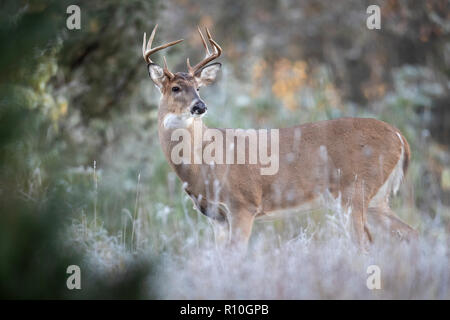 Ein männlicher Whitetail deer auf der Suche nach Weibchen während der Brutzeit. Stockfoto