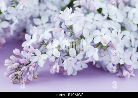 Blumenstrauß aus schöner Frühling Blumen Flieder in der Vase Stockfoto