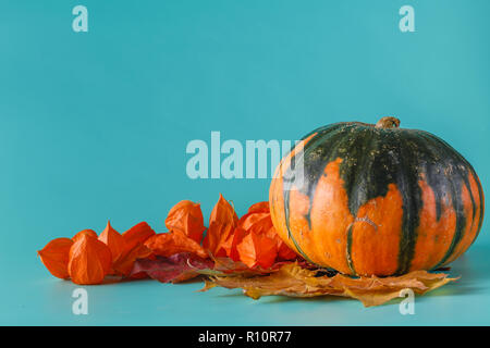 Farbige Kürbis- und Herbsternte auf Aquamarin schattenfreie Hintergrund Stockfoto