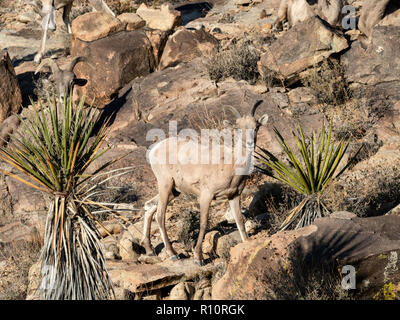 Ein erwachsenes Weibchen desert Bighorn Schaf, Ovis canadensis nelsoni auf Split-Rock Trail im Joshua Tree National Park, Kalifornien, USA Stockfoto