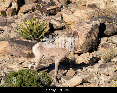 Ein erwachsenes Weibchen desert Bighorn Schaf, Ovis canadensis nelsoni auf Split-Rock Trail im Joshua Tree National Park, Kalifornien, USA Stockfoto