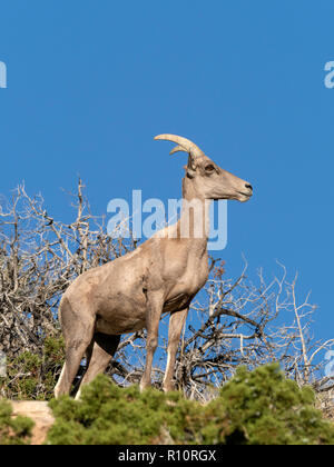 Ein erwachsenes Weibchen desert Bighorn Schaf, Ovis canadensis nelsoni auf Split-Rock Trail im Joshua Tree National Park, Kalifornien, USA Stockfoto
