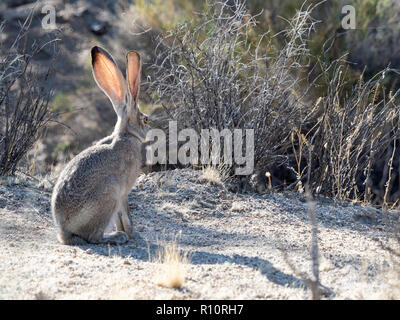 Schwarz-tailed Jackrabbit, Lepus californicus, in Joshua Tree National Park, Kalifornien, USA Stockfoto