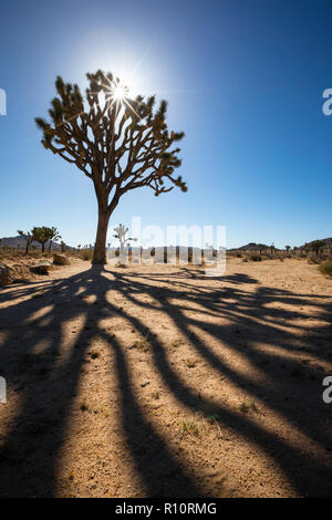 Joshua Tree, Yucca buergeri in Joshua Tree National Park, Kalifornien, USA Stockfoto