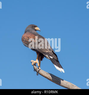 Harris Hawk im Flug isoliert auf einem blauen Hintergrund Stockfoto