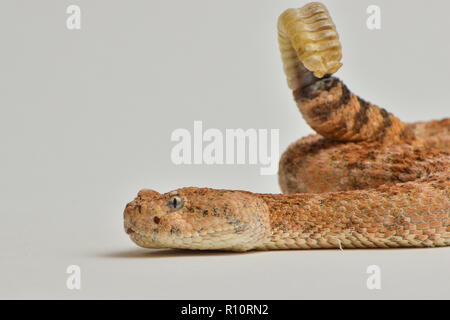 Gesprenkelte Ratllesnake auf isolierten weißen Hintergrund 1. Stockfoto