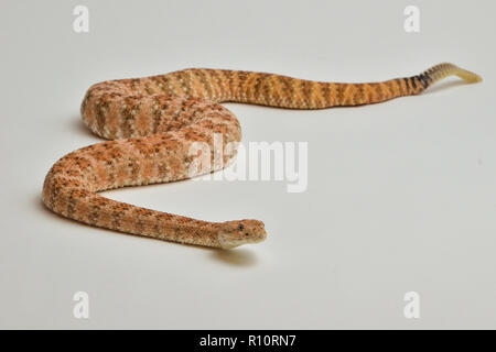 Gesprenkelte Ratllesnake auf isolierten weißen Hintergrund 2 Stockfoto