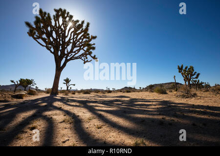 Joshua Tree, Yucca buergeri in Joshua Tree National Park, Kalifornien, USA Stockfoto