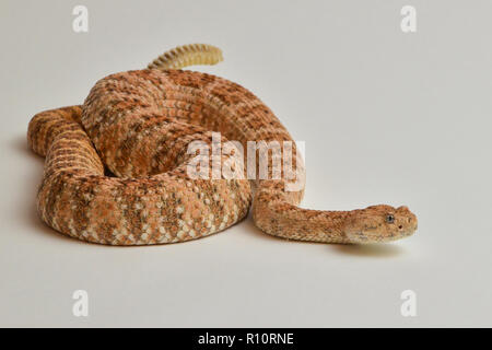 Gesprenkelte Ratllesnake auf isolierten weißen Hintergrund 3 Stockfoto