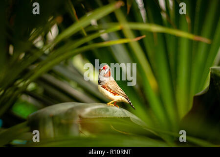 Zebra Finch, Taeniopygia guttata, im natürlichen Lebensraum gemeinsame estrildid Finch von Zentral Australien Stockfoto