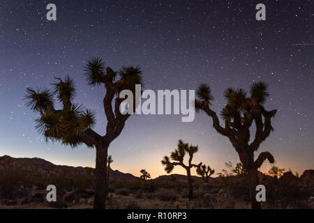 Joshua Tree, Yucca Buergeri, in der Nacht im Joshua Tree National Park, Kalifornien, USA fotografiert. Stockfoto