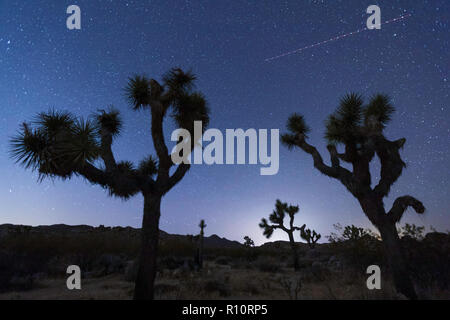 Joshua Tree, Yucca Buergeri, in der Nacht im Joshua Tree National Park, Kalifornien, USA fotografiert. Stockfoto