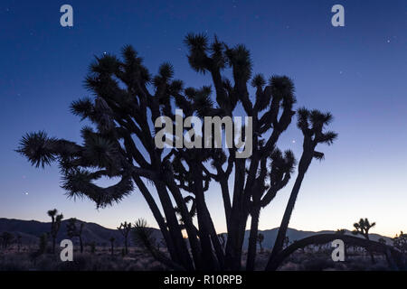 Joshua Tree, Yucca Buergeri, in der Nacht im Joshua Tree National Park, Kalifornien, USA fotografiert. Stockfoto