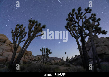 Joshua Tree, Yucca Buergeri, in der Nacht im Joshua Tree National Park, Kalifornien, USA fotografiert. Stockfoto