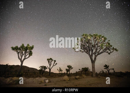 Zauberhafte Landschaft, Joshua Tree National Park, Kalifornien, USA Stockfoto