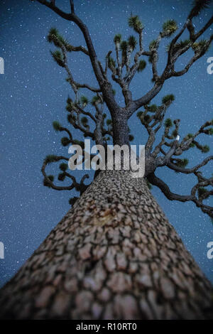 Joshua Tree, Yucca Buergeri, in der Nacht im Joshua Tree National Park, Kalifornien, USA fotografiert. Stockfoto