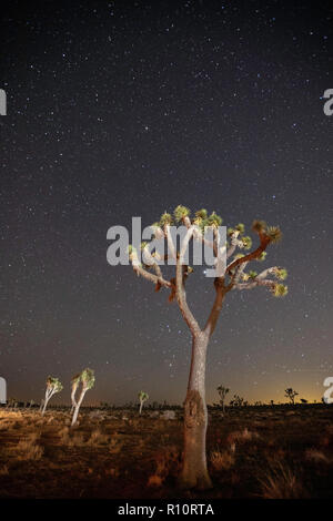 Joshua Tree, Yucca Buergeri, in der Nacht im Joshua Tree National Park, Kalifornien, USA fotografiert. Stockfoto