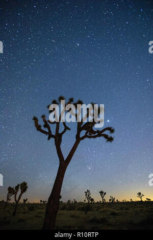 Joshua Tree, Yucca Buergeri, in der Nacht im Joshua Tree National Park, Kalifornien, USA fotografiert. Stockfoto