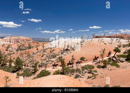 Reiter auf der Fairyland Rundweg im Bryce Canyon National Park, Utah, USA. Stockfoto