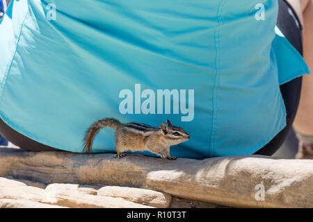 Ein Wanderer begegnet einer Golden-mantled ground squirrel auf Angel's Landing Trail im Zion National Park, Utah, USA. Stockfoto