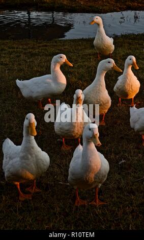 Zahme Enten, Lindsey City Park Public Angelsee, Canyon, Texas Stockfoto