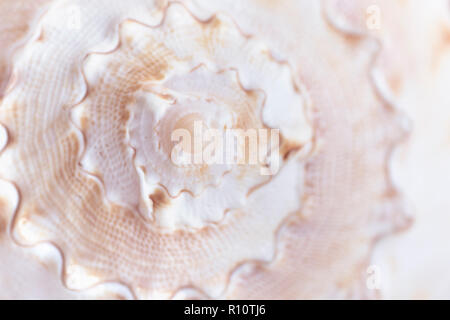 Spirale Makro seashell. Blur in der Nähe von Shell im Hintergrund. Stockfoto