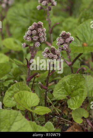 Gemeinsame Pestwurz, Petasites hybridus, männlich; in Blume in feuchten Weide. Stockfoto