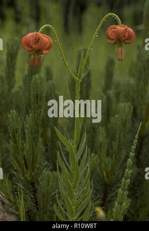 Orange Lilie, Lilium carniolicum, in der Blume nach dem Regen in Wiese, Julische Alpen, Slowenien. Stockfoto