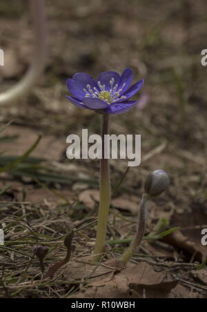 Leberblümchen, Hepatica nobilis, in Blüte im Frühjahr, kurz nach dem Schnee schmelzen. Slowenien. Stockfoto