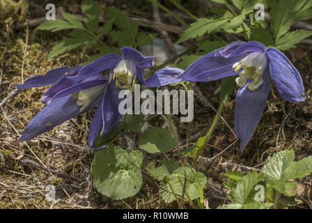 Alpine Clematis, Clematis alpina in Blüte in den Julischen Alpen, Slowenien Stockfoto