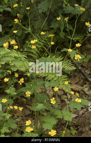 Wollige Hahnenfuß, Ranunculus lanuginosus, in der Blume in montanen Wälder, Slowenien Stockfoto