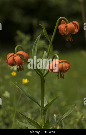 Orange Lilie, Lilium carniolicum, in der Blume in der Wiese, die Julischen Alpen, Slowenien. Stockfoto