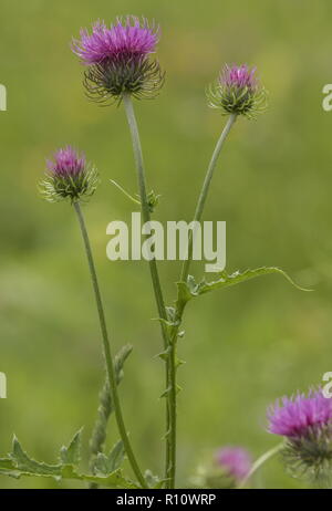 Alpine Distel, Carduus defloratus ssp. defloratus, Blume, Slowenien. Stockfoto