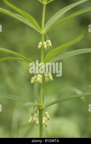 Whorled Salomos Siegel, Bell verticillatum, in der Blume am Waldrand. Selten in Großbritannien. Stockfoto