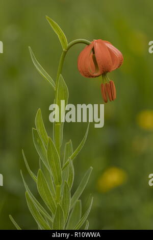 Orange Lilie, Lilium carniolicum, in der Blume in der Wiese, die Julischen Alpen, Slowenien. Stockfoto