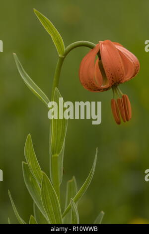 Orange Lilie, Lilium carniolicum, in der Blume in der Wiese, die Julischen Alpen, Slowenien. Stockfoto